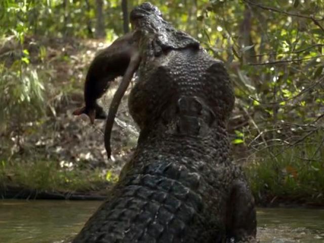 Cá sấu săn mồi ”chậm chạp” khi miếng ăn dâng tận miệng vẫn để tuột