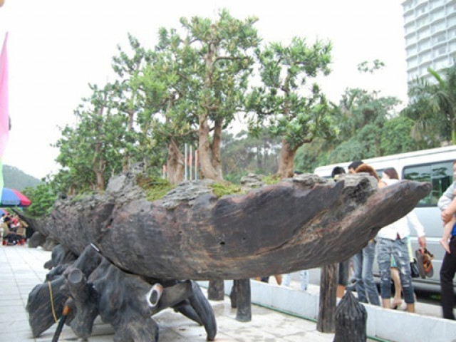 Siêu cây ”Chiến thắng Bạch Đằng” được định giá 3 triệu đô của đại gia Hải Phòng khiến nhiều người choáng váng