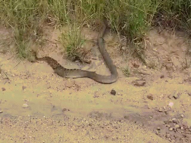 Video: Bị rắn hổ mang truy sát, ”cỗ quan tài sống” điên cuồng cắn trả