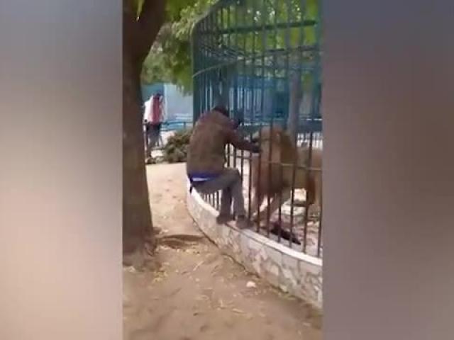 Nựng sư tử, nhân viên vườn thú suýt mất tay