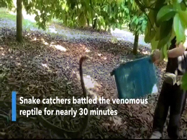 Video: Hổ mang chúa dài 4 mét điên cuồng tấn công thợ bắt rắn