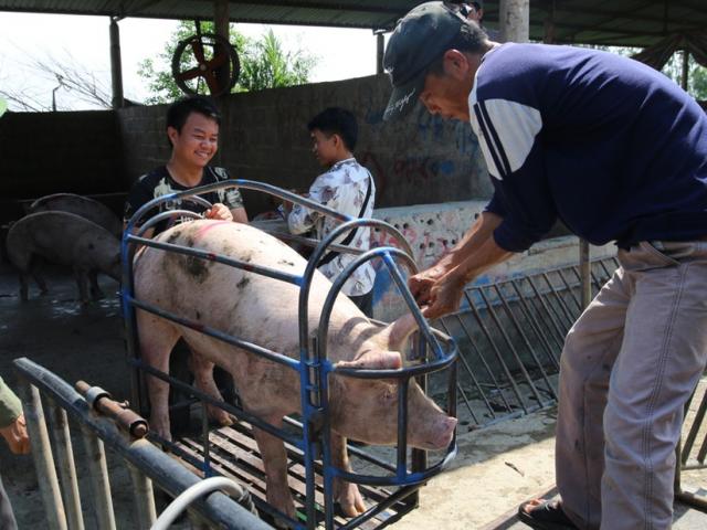 Giá lợn hơi giảm mỗi ngày, hộ chăn nuôi ngậm ngùi ôm lỗ cả triệu đồng/con