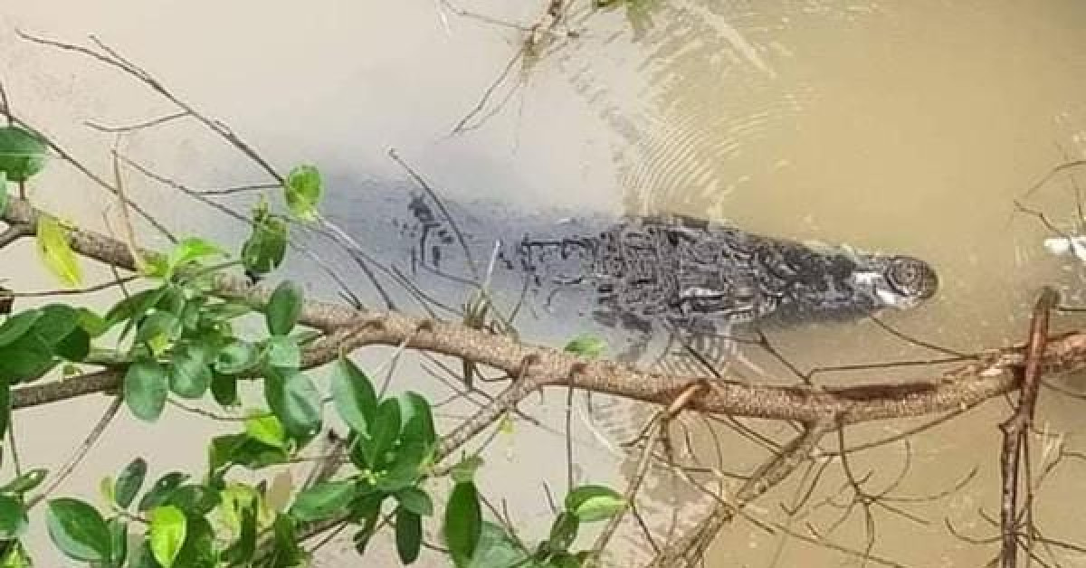 Clip: Hoảng hốt phát hiện cá sấu to đang ”dạo chơi” trên sông