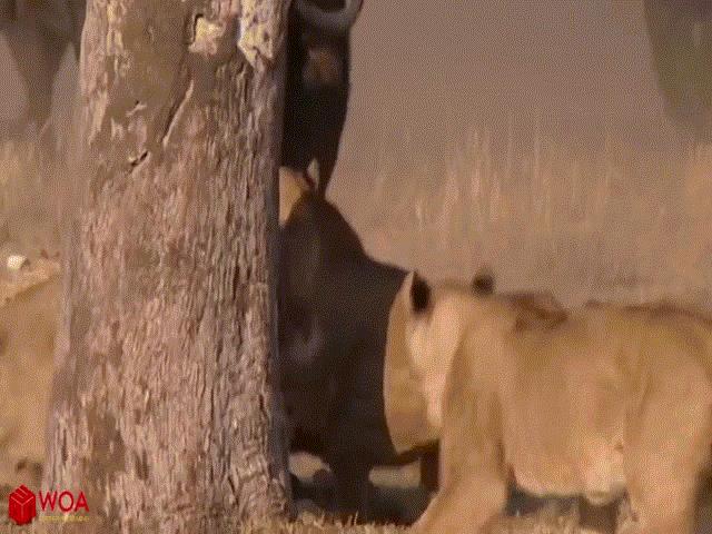 Video: Bị sư tử cướp con non, trâu rừng nổi cơn thịnh nộ
