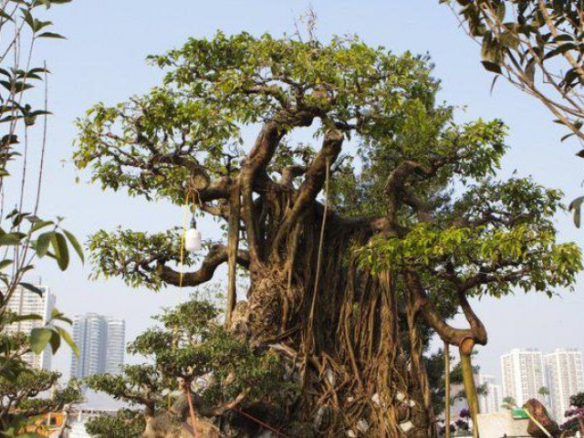 Chiêm ngưỡng cây sanh được ”hét giá” 2,5 tỷ đồng