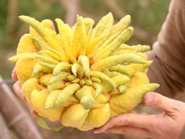 Đây là 15 loại hoa quả cực quen thuộc ở Việt Nam nhưng là ”của lạ” với thế giới