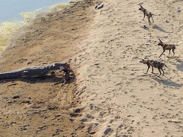 Cá sấu khổng lồ lao lên cạn cướp con mồi của bầy chó hoang