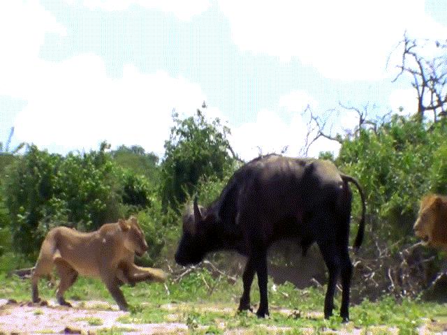 Video: Rơi vào thế gọng kìm của sư tử, trâu rừng quyết ”tử chiến” với chúa tể đồng cỏ