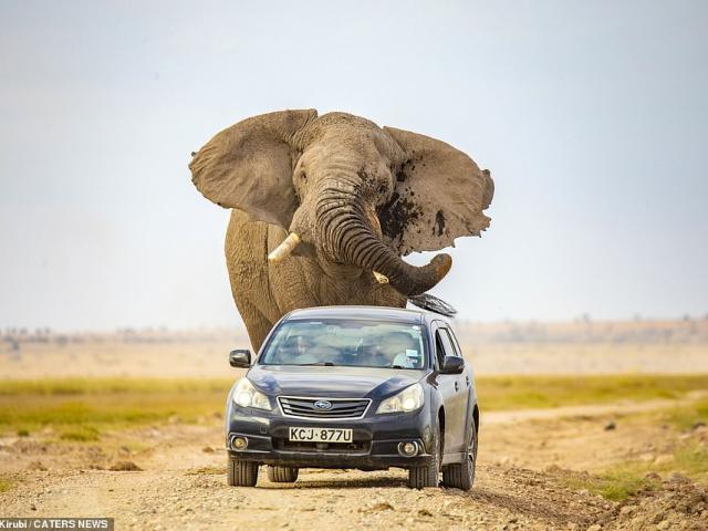 Kinh hãi voi khổng lồ ”giận cá chém thớt”, truy đuổi toan nghiền nát xe ô tô