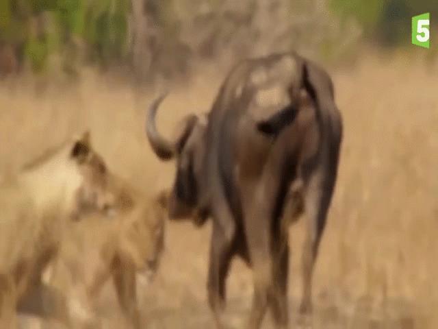 Video: Lao vào ”đánh chén”, sư tử bị trâu rừng bất ngờ ”lật kèo”, lĩnh trọn cú húc tử thần của con mồi
