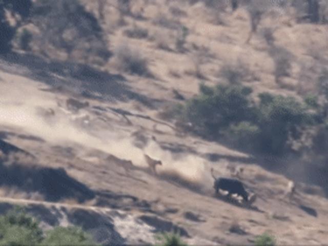 Video: Bị cả đàn sư tử truy sát, trâu lao thẳng vào voi rừng