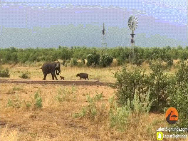 Video: Trâu rừng chơi chiêu độc khiến con vật to lớn này phải bỏ chạy ”bán sống, bán chết”