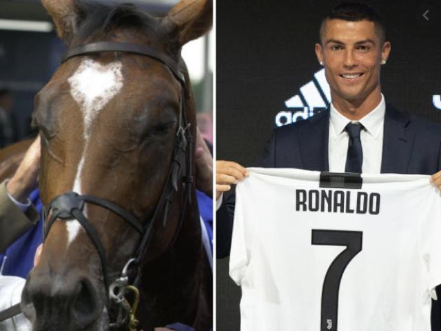 Sửng sốt siêu ngựa đua 237 triệu USD, đắt hơn Ronaldo-Messi-Neymar