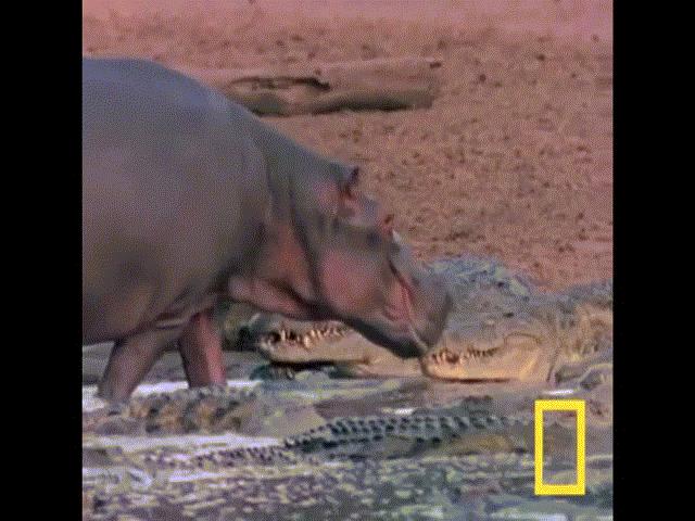 Video: Vô tư ”nựng yêu” cá sấu sông Nile, hà mã con không biết trêu phải ”quái vật đầm lầy”