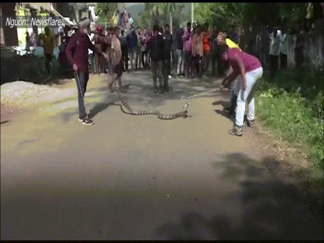 Video: Người dân vây xem cảnh bắt rắn hổ mang ”siêu to khổng lồ” trước cổng trường
