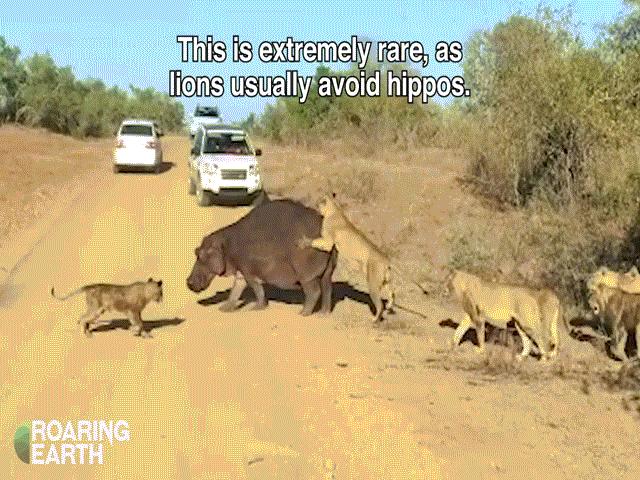 Video: Chủ quan khi ”đại chiến” với bầy sư tử, hà mã nhận cái kết thảm thương