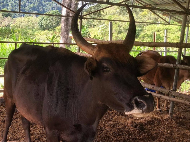Đàn bò tót F1 bị bỏ đói trơ xương ở Vườn Quốc gia Phước Bình hiện sống ra sao?