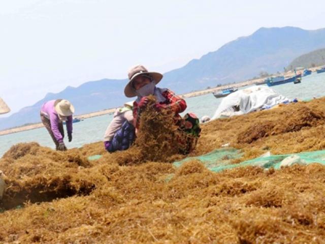 ”Lộc trời” ở Việt Nam, không cần chăm mà hàng năm có tiền triệu