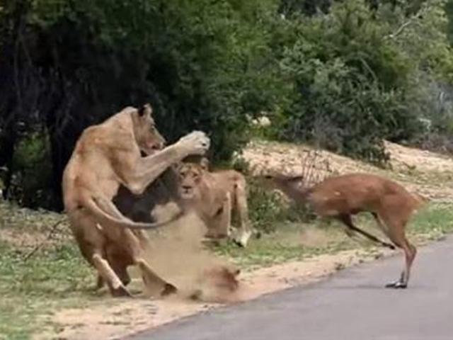 Con hươu chạy thục mạng ”rơi đúng miệng” sư tử