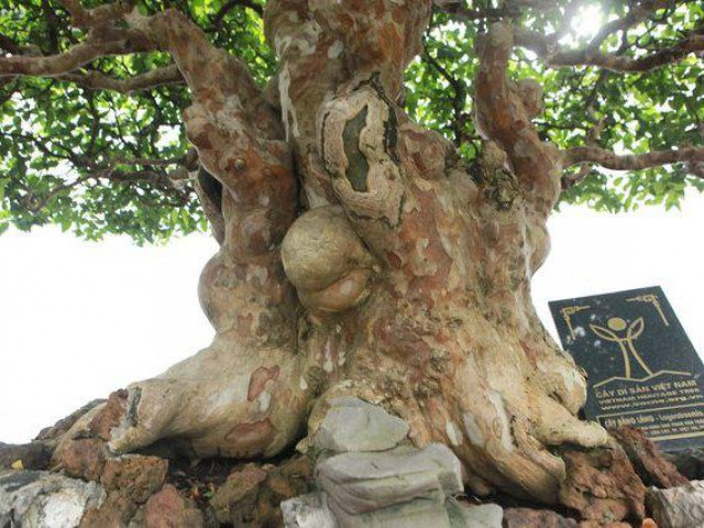 Đã mắt với vẻ kỳ lạ của ”siêu cây” bằng lăng bonsai