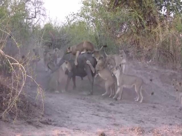 Video: Bị 20 con sư tử lao vào cắn xé, trâu rừng phản đòn ”cực gắt”