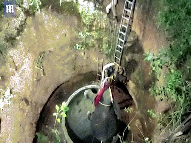 Video: Voi Ấn Độ bị chó đuổi ngã xuống giếng sâu 15 mét và cuộc giải cứu ly kỳ