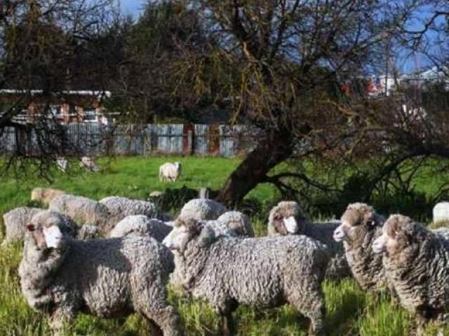 ”Vương quốc cừu” có 4.400 tấn vàng, lượng cừu còn đông hơn dân số