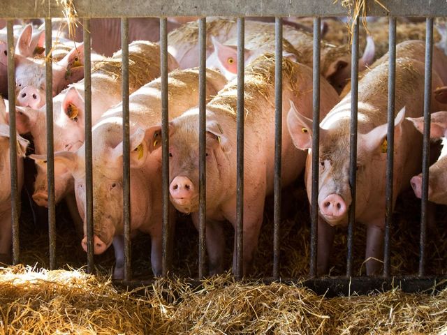 Châu Á đang thiếu hụt, châu Âu vẫn ”chất đống” thịt lợn, giá giảm siêu mạnh