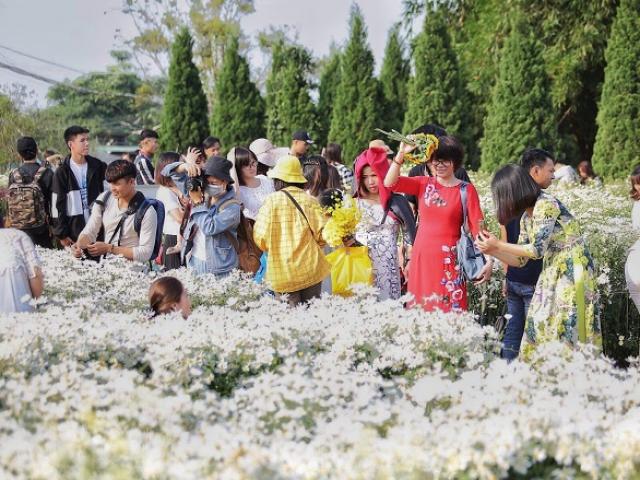 Biển người chen chân chụp ảnh cúc họa mi, chủ vườn ung dung “ngồi mát đếm tiền”