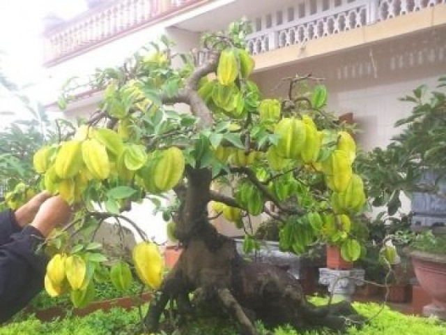 Cận cảnh cây khế bonsai thế dáng đẹp lạ nhưng có giá \