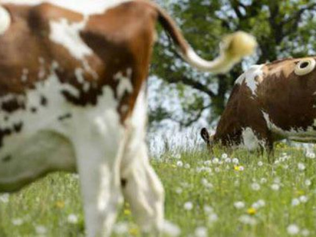 Vì sao những con bò trong trang trại bị đục một lỗ to trên thân mà không chết?