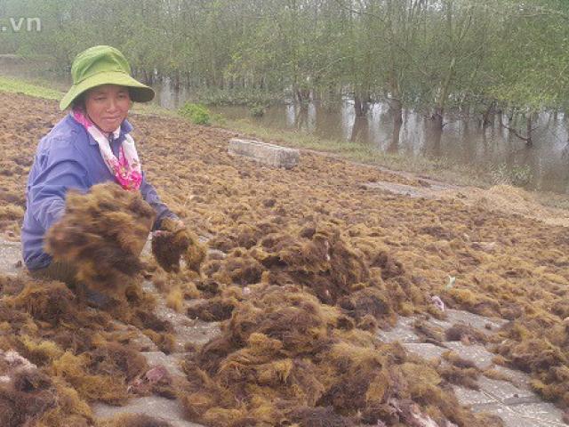 Chỉ cần ra ao đầm vớt ”lộc trời” về bán ở Việt Nam, ”ẵm” ngay 4- 5 triệu đồng/ngày