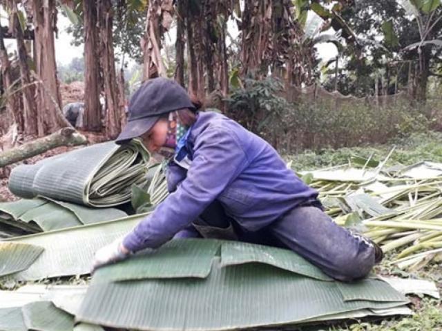 Thứ ở Việt Nam trước bị vứt như rác, nay cắt bán có ngày đút tiền triệu vào túi