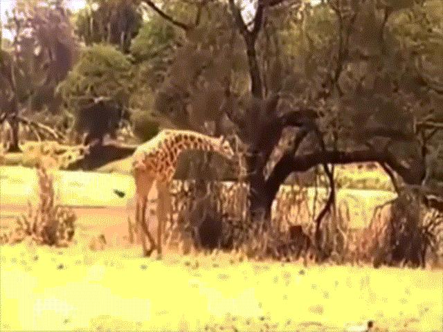 Video: Bay người lên không, sư tử hạ gục hươu cao cổ bằng ngón đòn ”cực lạ”