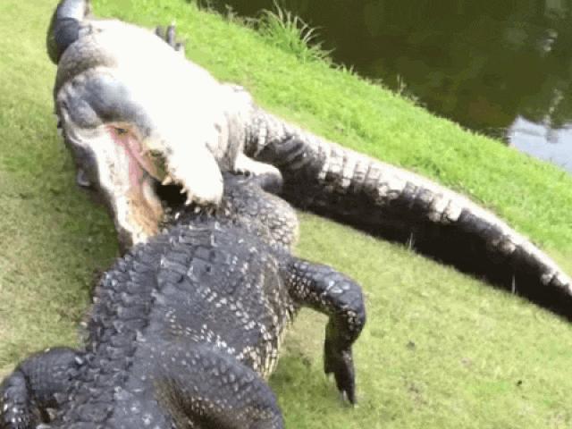 Tử chiến ác liệt, cá sấu bất ngờ ”gẫy răng” sau cú cắn hụt