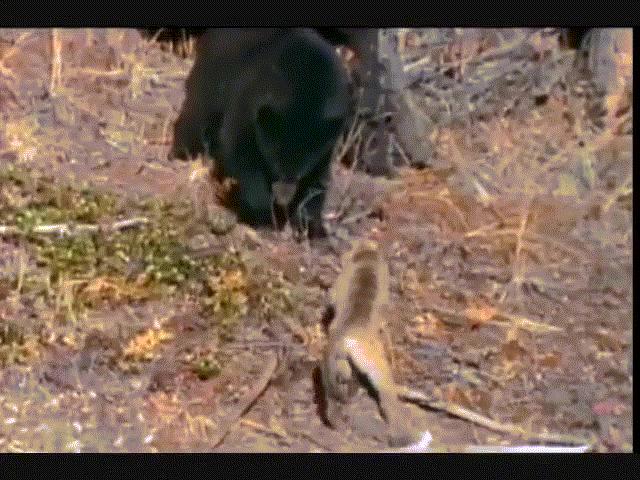 Video: Báo sư tử mẹ ”xử đẹp” gấu đen vì đến gần đàn con mình