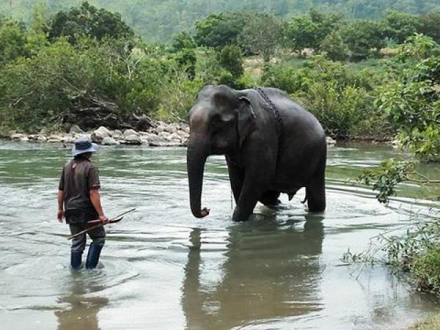 Con voi cuối cùng ở Bắc Tây Nguyên đã chết