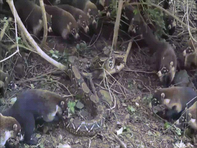 Video: Đi lạc vào lãnh địa gấu mèo, trăn ”khủng” bị ”nhấn chìm” trong vòng vây kẻ thù