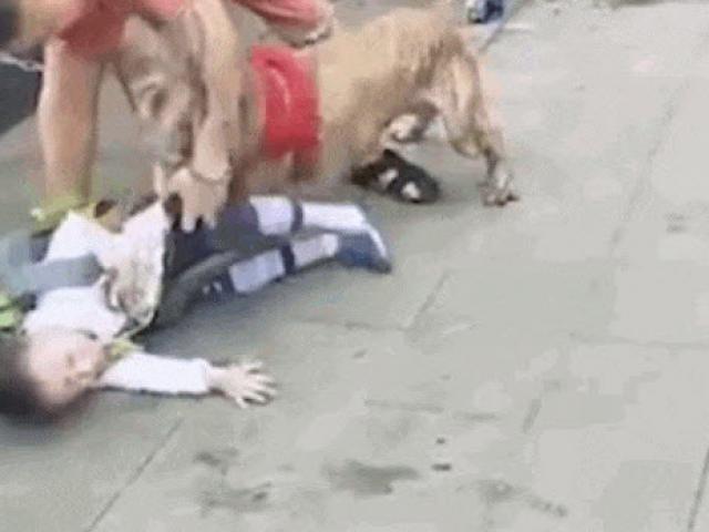 Bé trai 4 tuổi bị chó pitbull điên cuồng tấn công trên phố