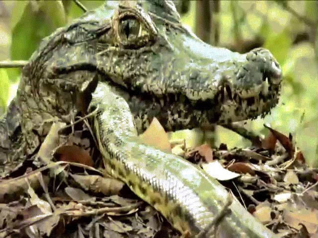 Video: Liễu lĩnh cướp trứng cá sấu, trăn Anaconda nhận cú tát ”trời giáng”
