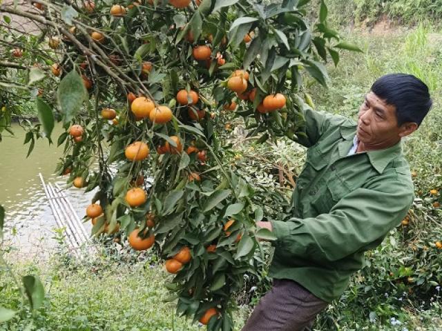 Lão nông biến đồi hoang thành “thung lũng vàng”, thu về nửa tỷ đồng mỗi năm