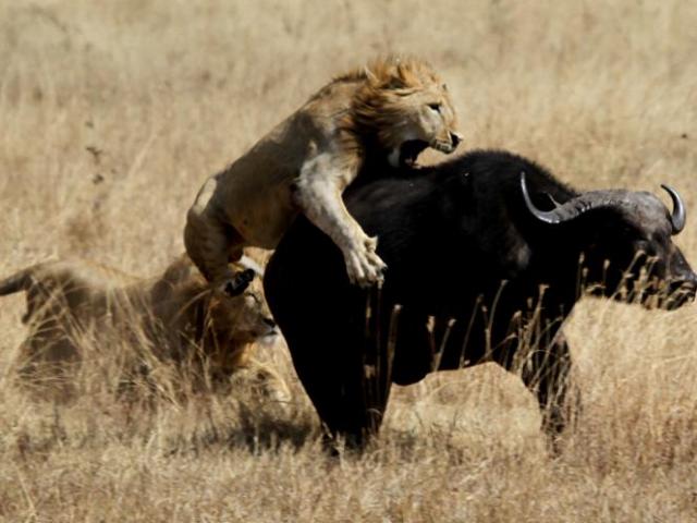 Trâu rừng đơn độc chống lại ”tam tấu” sư tử đực vây hãm