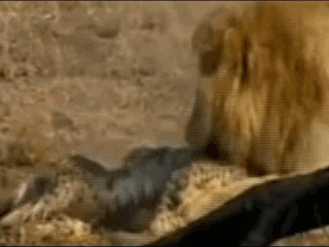 Sư tử tung đòn hạ sát hai con báo đốm giữa thảo nguyên