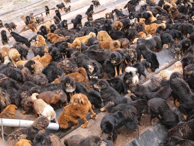 Hàng trăm ngàn chó ngao Tây Tạng hết thời đang gây họa ở Trung Quốc