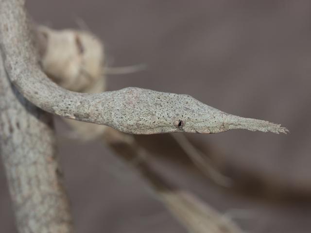 Những loài rắn kỳ dị trên thế giới: ”Rắn mũi lá” sở hữu nhát cắn thấu xương