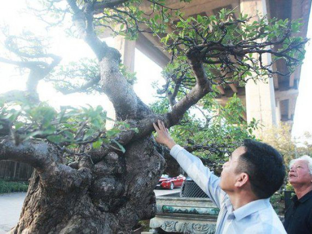 Ngắm cây lộc vừng chưa hoàn thiện tay cành mà vẫn hút đại gia hỏi mua