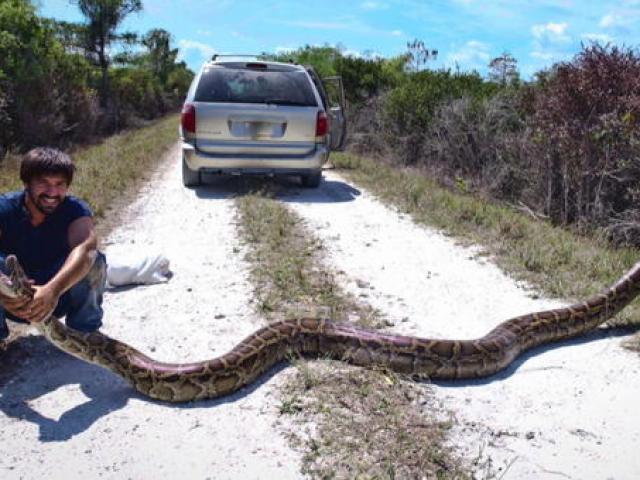 Trăn khổng lồ xâm chiếm Florida: Chính quyền ”bó tay”, xem xét kêu gọi người dân ăn thịt