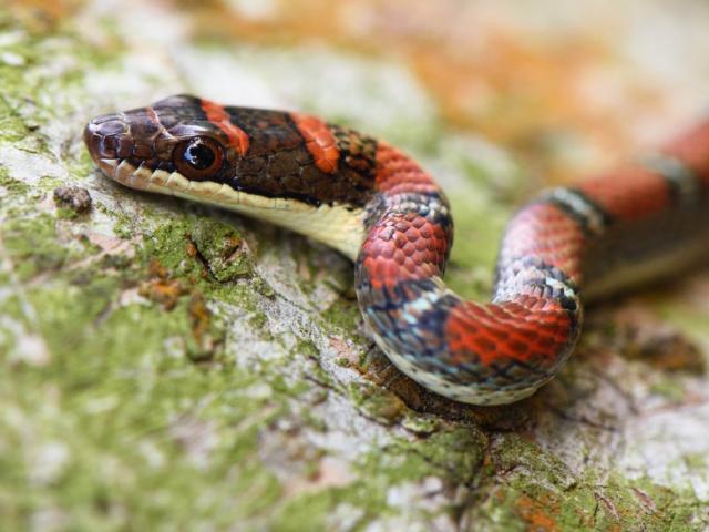 Những loài rắn kỳ dị trên thế giới: Rắn bay với khả năng phi thân giữa những ngọn cây