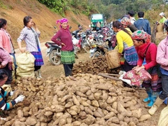 Ba loại ”nhân sâm của người nghèo” ở Việt Nam, trước mọc dại nay bới về là có tiền