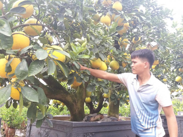 Nhìn rất bình thường nhưng cây Tết ”Phu thê giao bái” vừa ”trình làng” đã khiến ai đến xem cũng phải trầm trồ